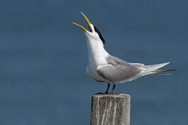 Greater Crested Tern (Thalasseus bergii)