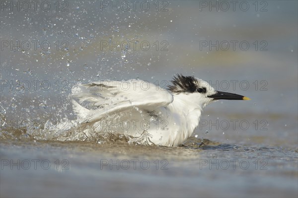 Sandwich Tern (Sterna sandvicensis)