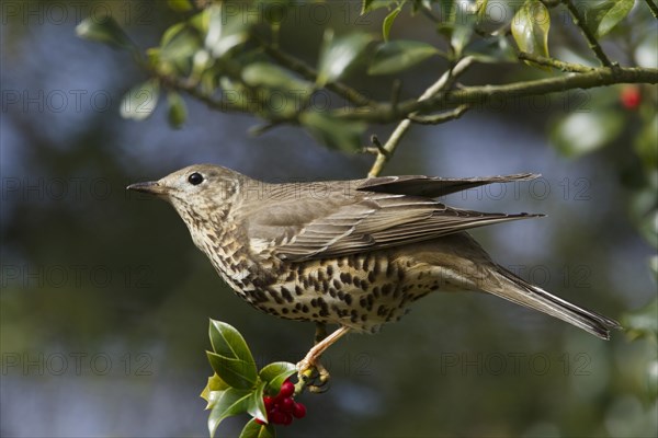 Mistle Thrush (Turdus viscivorus)