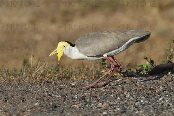 Masked Lapwing (Vanellus miles)