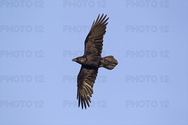 Common Raven (Corvus corax)