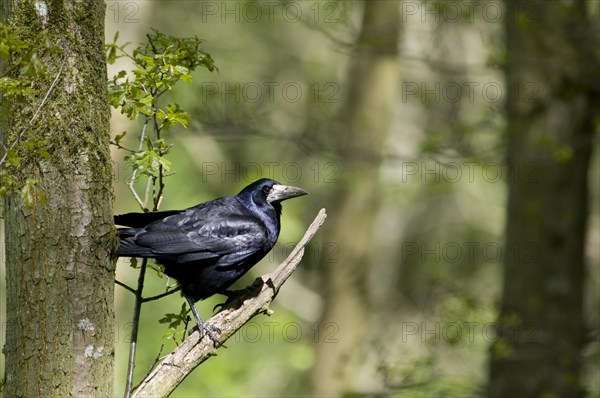 Rook (Corvus frugilegus)