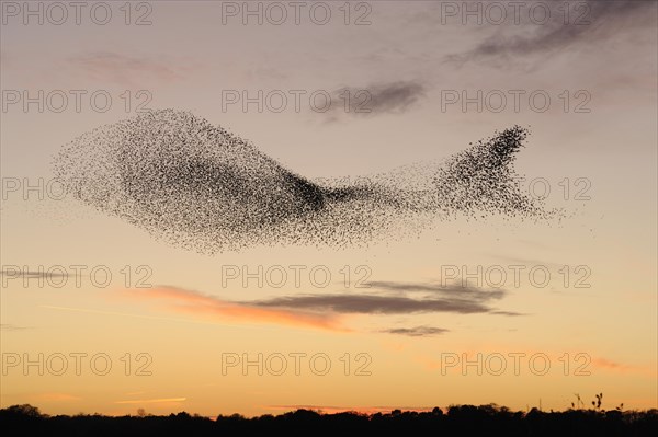 Common Starling (Sturnus vulgaris)