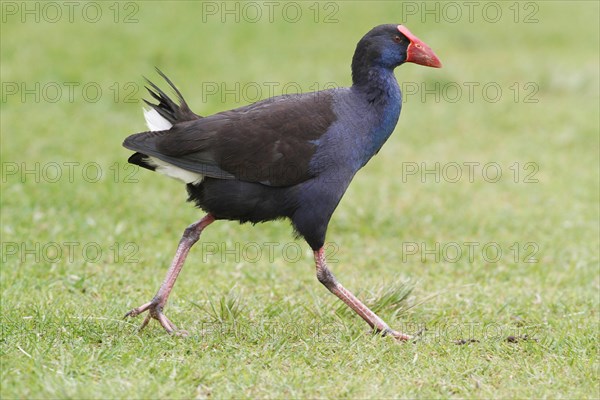 Purple Swamphen (Porhyrio porphyrio bellus)