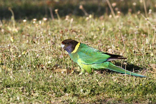 Australian Ringneck (Barnardius zonarius)