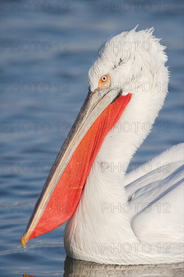 Dalmatian Pelican (Pelecanus crispus)