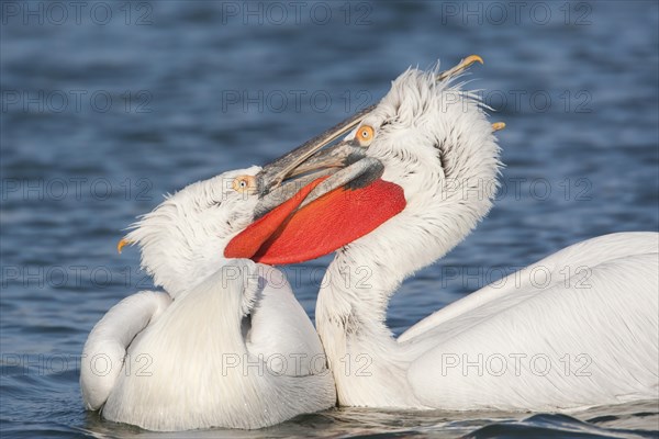 Dalmatian Pelican (Pelecanus crispus)