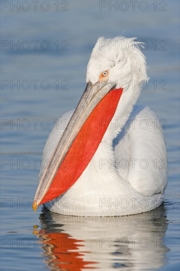 Dalmatian Pelican (Pelecanus crispus)