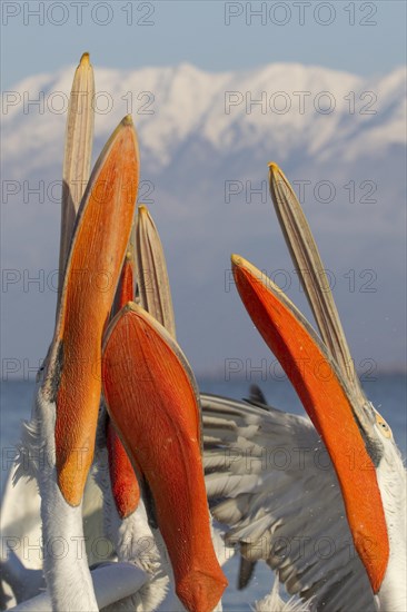 Dalmatian Pelican (Pelecanus crispus)