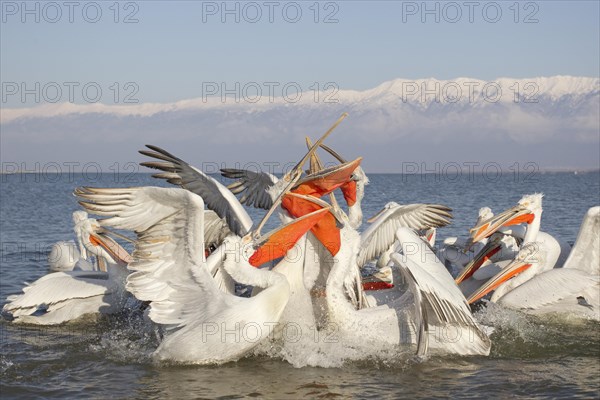 Dalmatian Pelican (Pelecanus crispus)