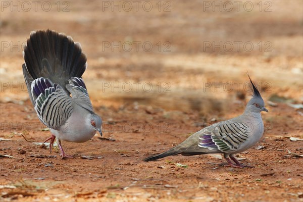 Crested Pigeon (Geophaps lophotes)