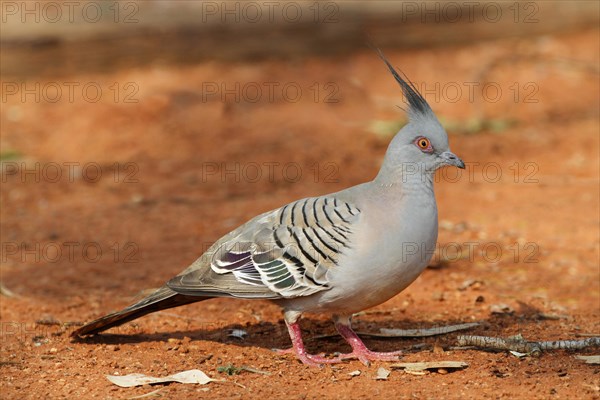 Crested Pigeon (Geophaps lophotes)