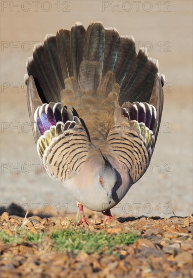 Crested Pigeon (Geophaps lophotes)