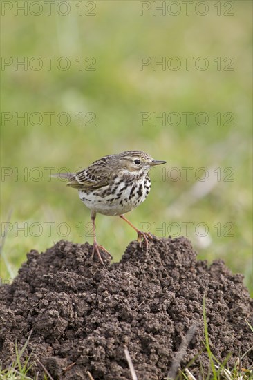 Meadow Pipit (Anthus pratensis)