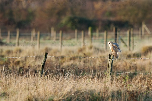 Barn Owl (Tyto alba)
