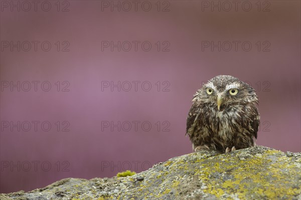 Little Owl (Athene noctua)