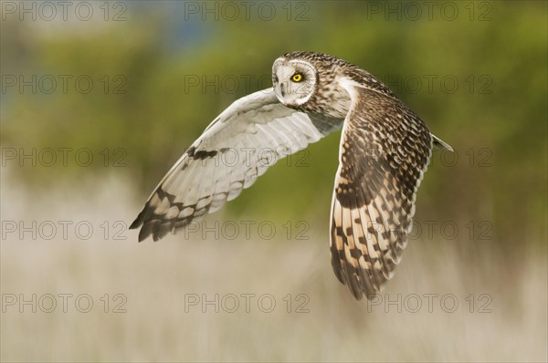 Short-eared Owl (Asio flammeus)