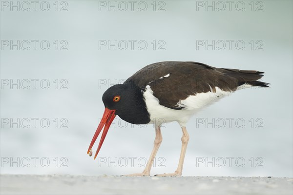 American Oystercatcher (Haematopus palliatus)