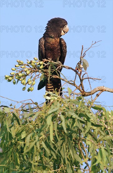 Red-tailed Black-cockatoo (Calyptorhynchus banksii)