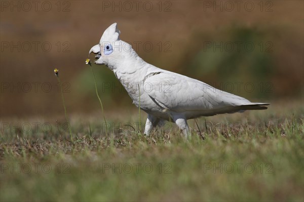 Little Corella (Cacatua sanguinea)