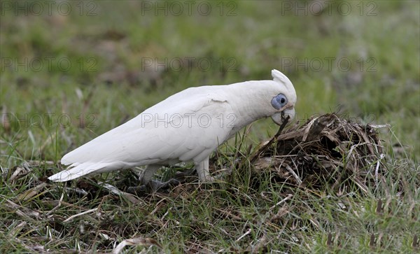 Little Corella (Cacatua sanguinea)