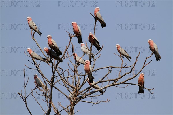 Galah (Eolophus roseicapillus)