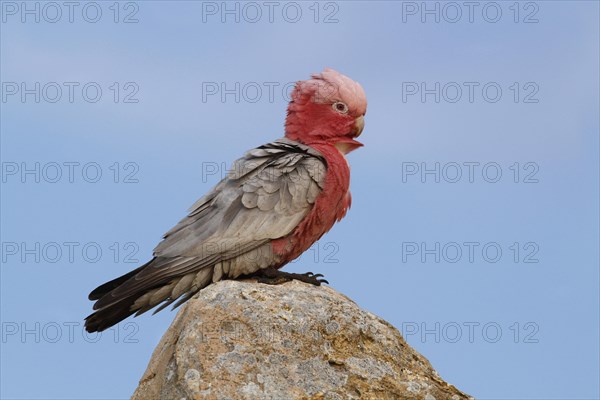 Galah (Eolophus roseicapillus)