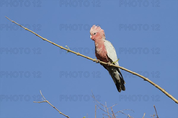 Galah (Eolophus roseicapillus)