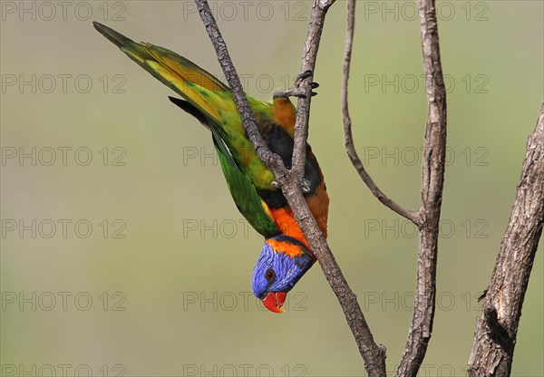 Red-collared Lorikeet (Trichoglossus rubritorquis)