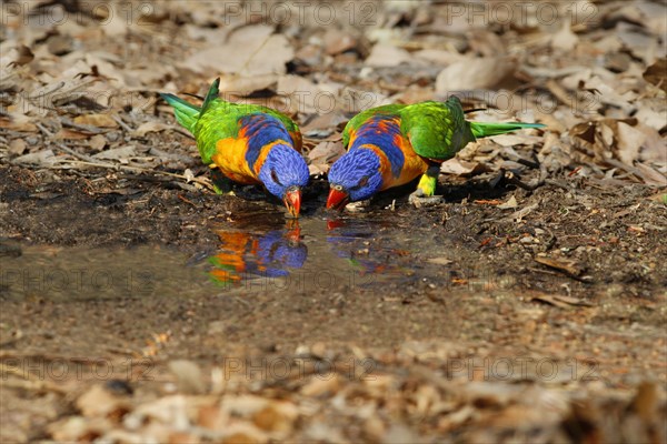 Red-collared Lorikeet (Trichoglossus rubritorquis)