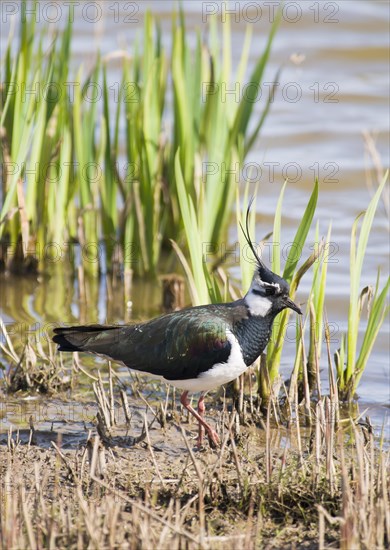 Northern Lapwing (Vanellus vanellus)
