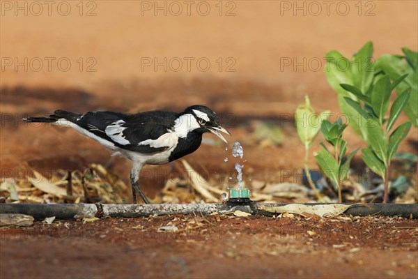 Australian Magpie-lark (Grallina cyanoleuca)