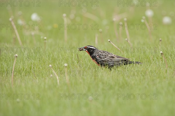 Long-tailed Meadowlark (Sturnella loyca)