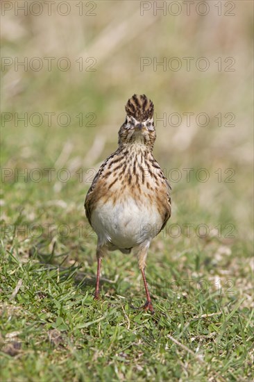 Skylark (Alauda arvensis)