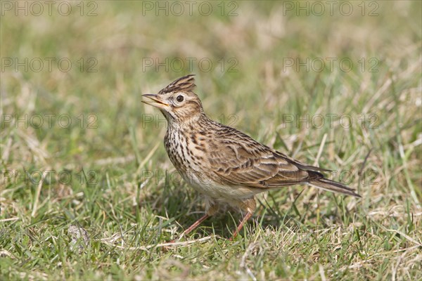 Skylark (Alauda arvensis)