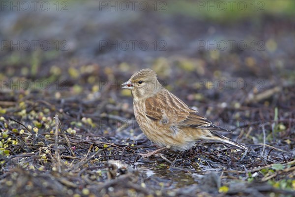 Eurasian Linnet (Carduelis cannabina)