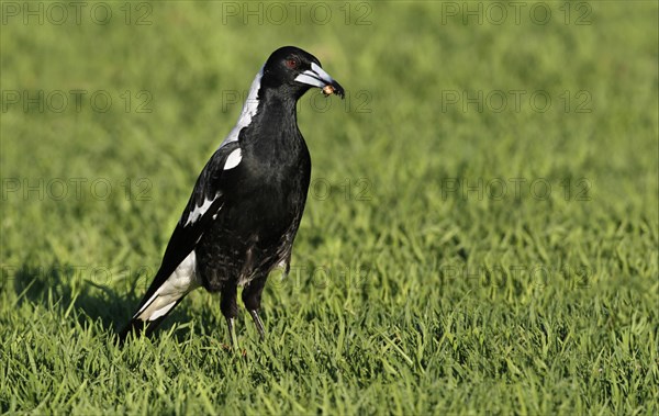 Australasian Magpie (Gymnorhina tibicen)