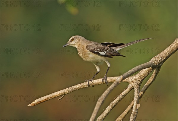 Northern Mockingbird (Mimus polyglottos orpheus)