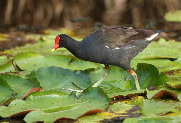 Common Moorhen (Gallinula chloropus cerceris)