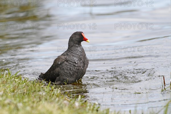 Dusky Moorhen (Gallinula tenebrosa)