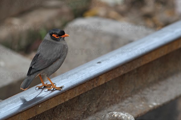 Bank Myna (Acridotheres ginginianus)