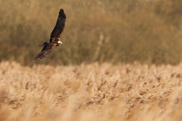 Western Marsh Harrier (Circus aeruginosus)