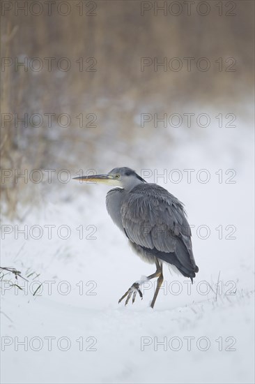 Grey Heron (Ardea cinerea)
