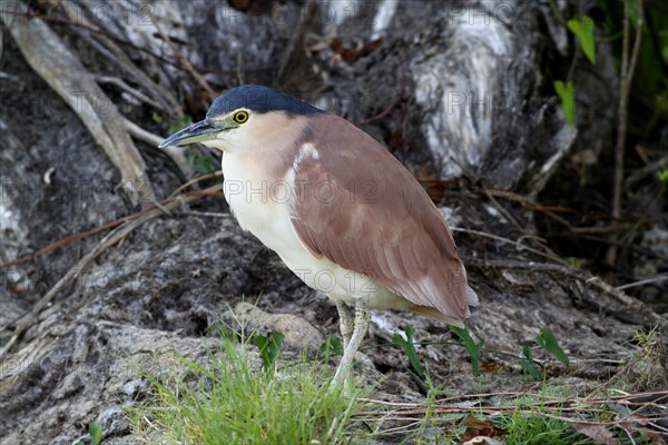 Rufous Night-heron (Nycticorax caledonicus)