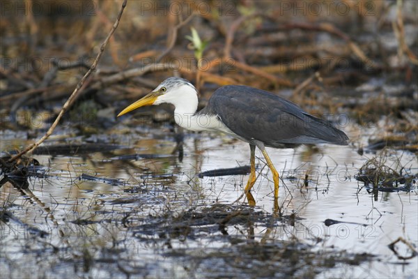 Pied Heron (Ardea picata)