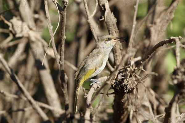 Brown Honeyeater (Lichmera indistincta)