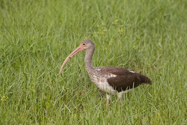 American White Ibis (Eudocimus albus)