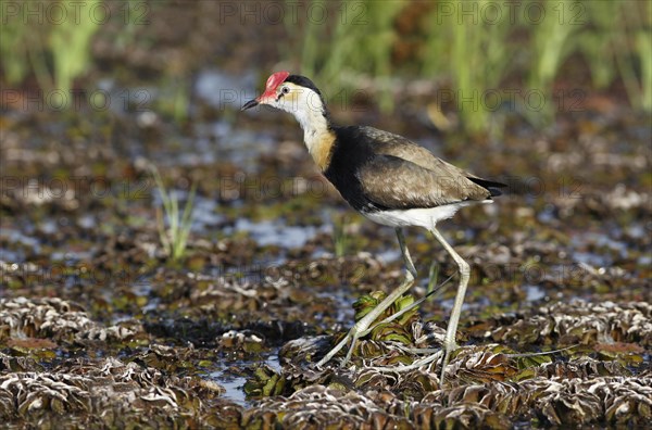 Comb-crested Jacana (Irediparra gallinacea)