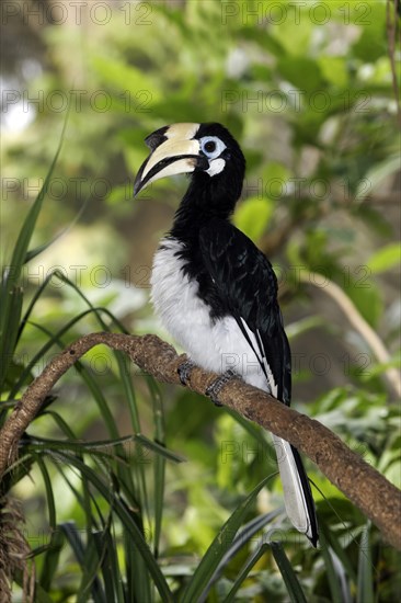 Oriental Pied Hornbill (Anthracoceros albirostris)