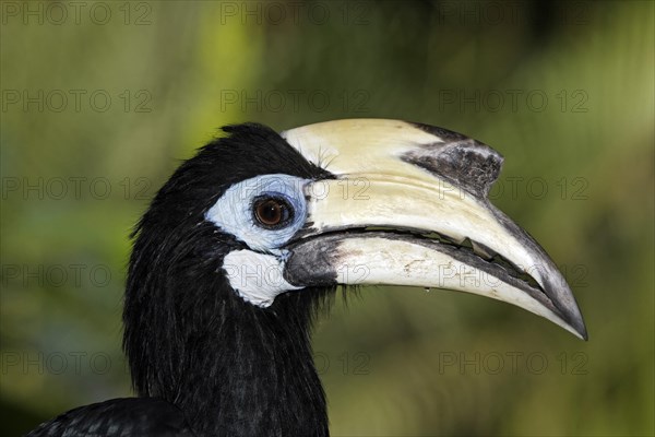 Oriental Pied Hornbill (Anthracoceros albirostris)